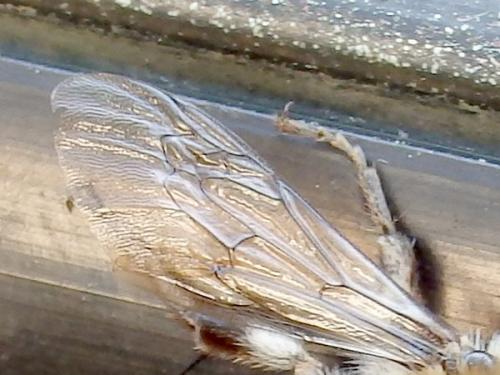 Melecta albifrons
